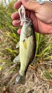 Largemouth Bass