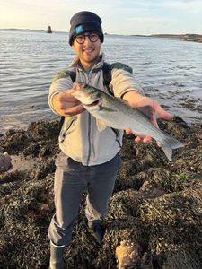 European Bass (Seabass)
