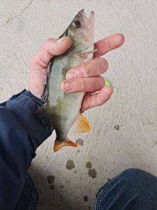 European Perch