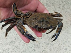 Velvet Swimming Crab