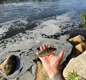 European Perch