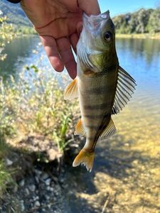 European Perch