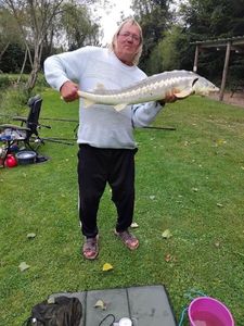 Gulf Sturgeon