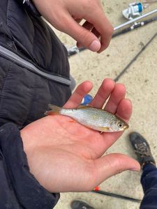Roach