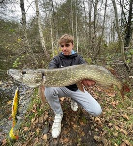 Northern Pike