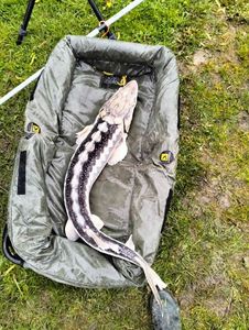 Sturgeon