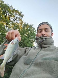 European Perch