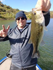 Largemouth Bass