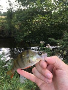 European Perch