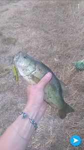 Largemouth Bass