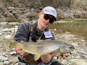 Brown Trout