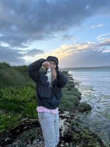European Bass (Seabass)