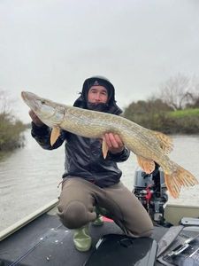 Northern Pike
