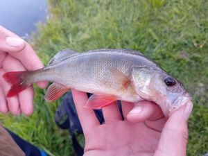 European Perch