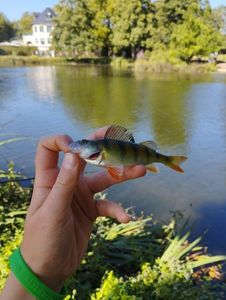 European Perch