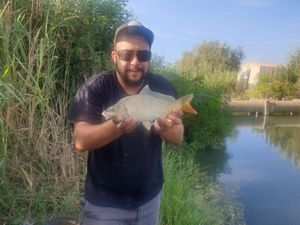 Common Carp
