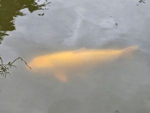 Koï Fish