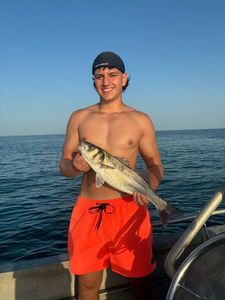 European Bass (Seabass)