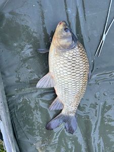Crucian Carp