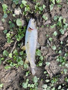 Brown Trout