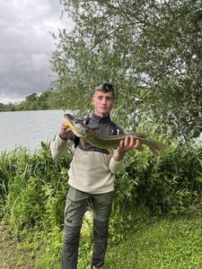 Northern Pike