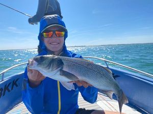 European Bass (Seabass)