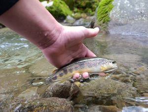 Brown Trout