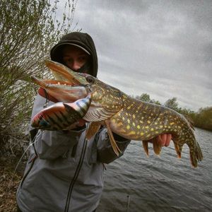 Northern Pike