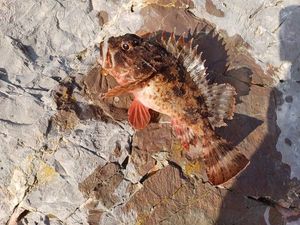Brown Scorpionfish