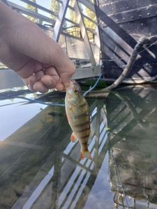 European Perch