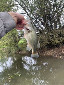 Largemouth Bass