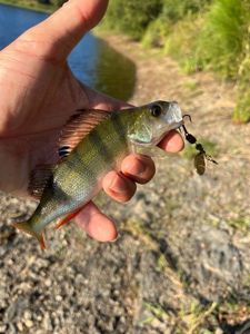 European Perch