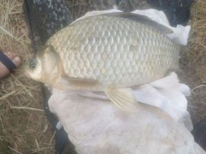 Crucian Carp