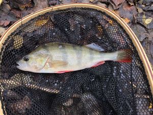 European Perch