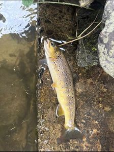 Brown Trout