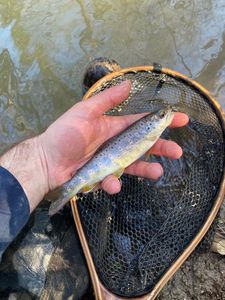 Brown Trout