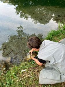 Tench