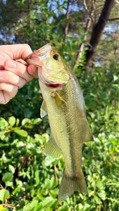 Largemouth Bass