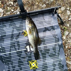 Smallmouth Bass