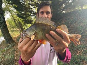 European Perch