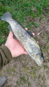 Brown Trout