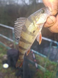 European Perch