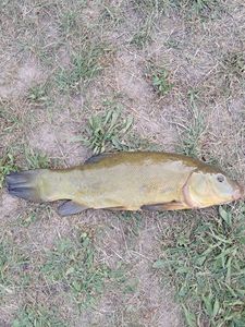 Tench