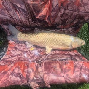 Grass Carp