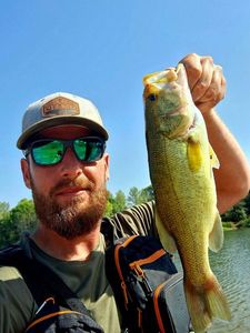 Largemouth Bass