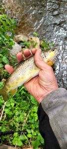 Brown Trout