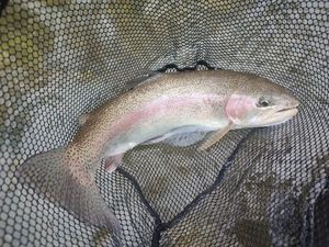 Rainbow Trout