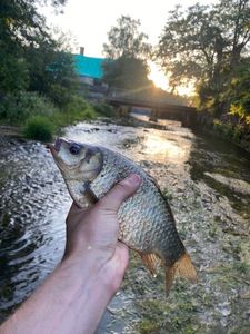 Crucian Carp