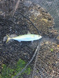 Mackerel