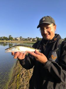 Zander